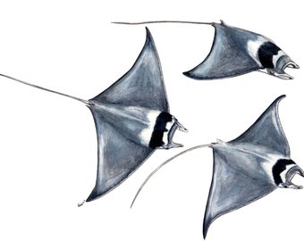 340x270 Manta Rays Etsy