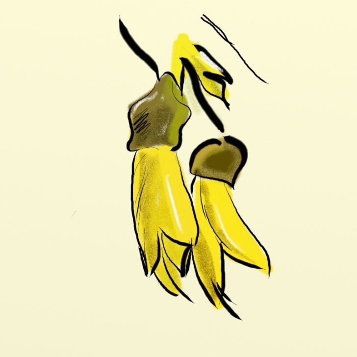 728x728 Kowhai Flower Clip Art