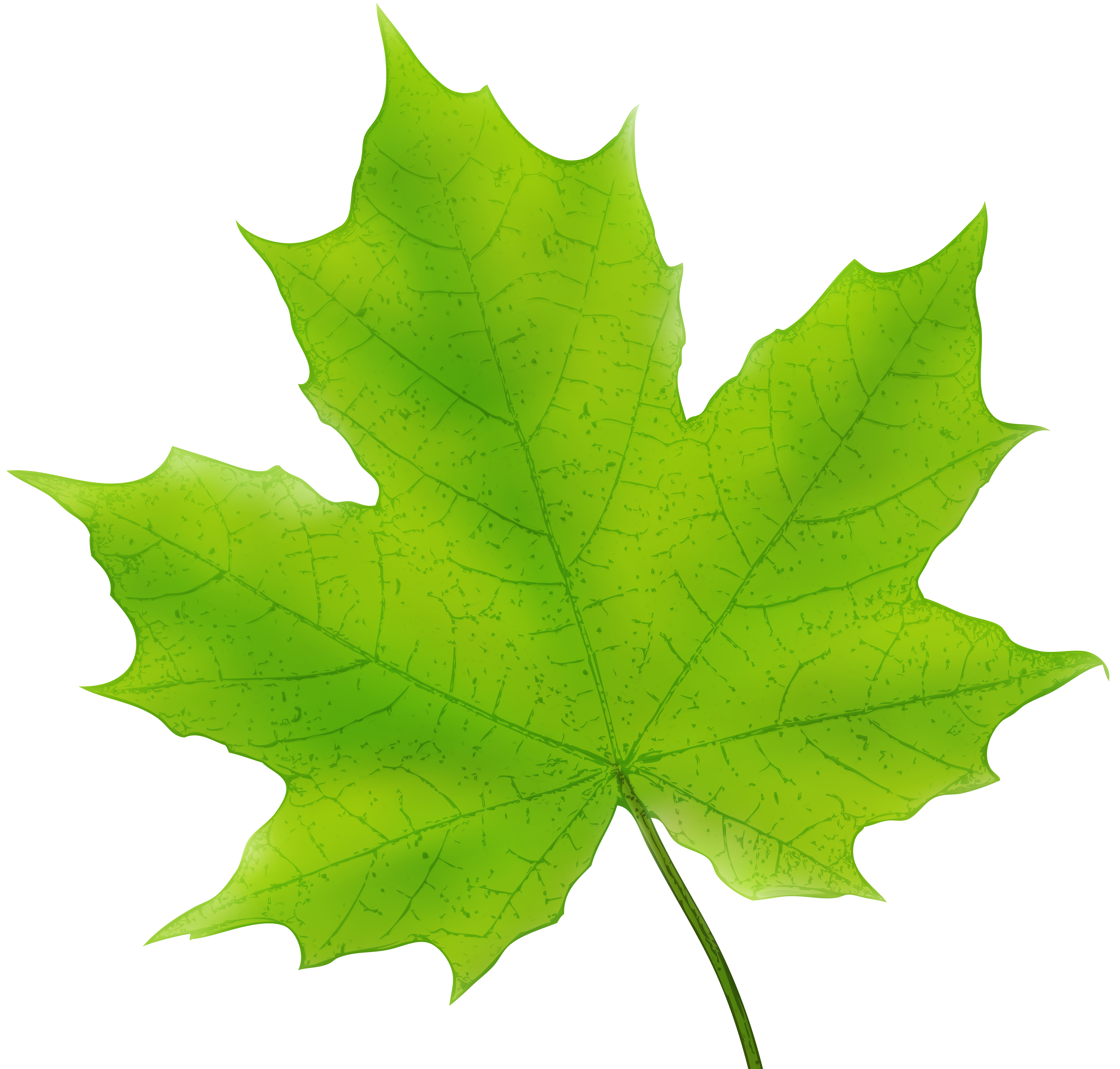 5000x4774 Maple Leaf Green Png Clip Art Imageu200b Gallery Yopriceville