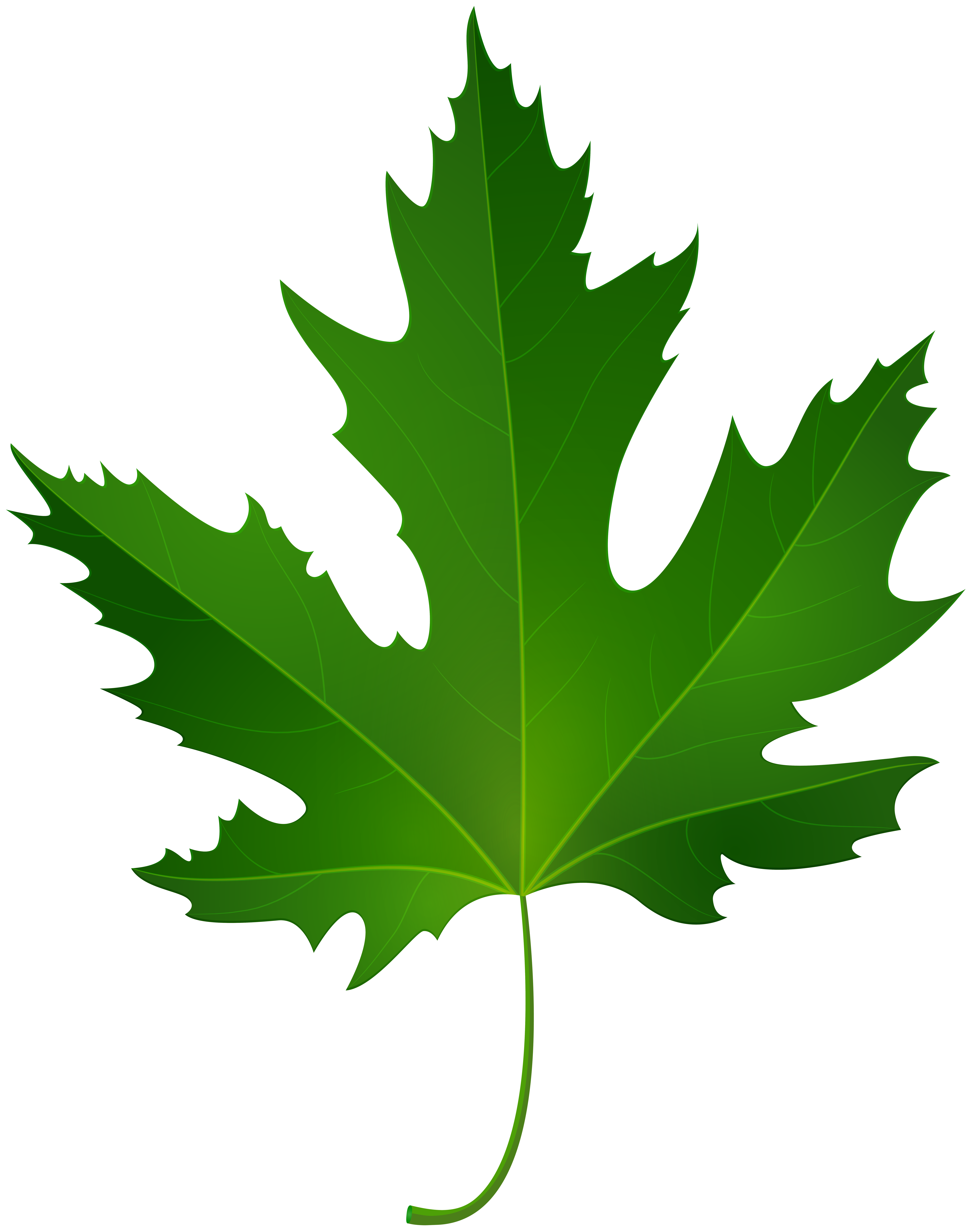 6317x8000 Maple Leaf Png Clip Art