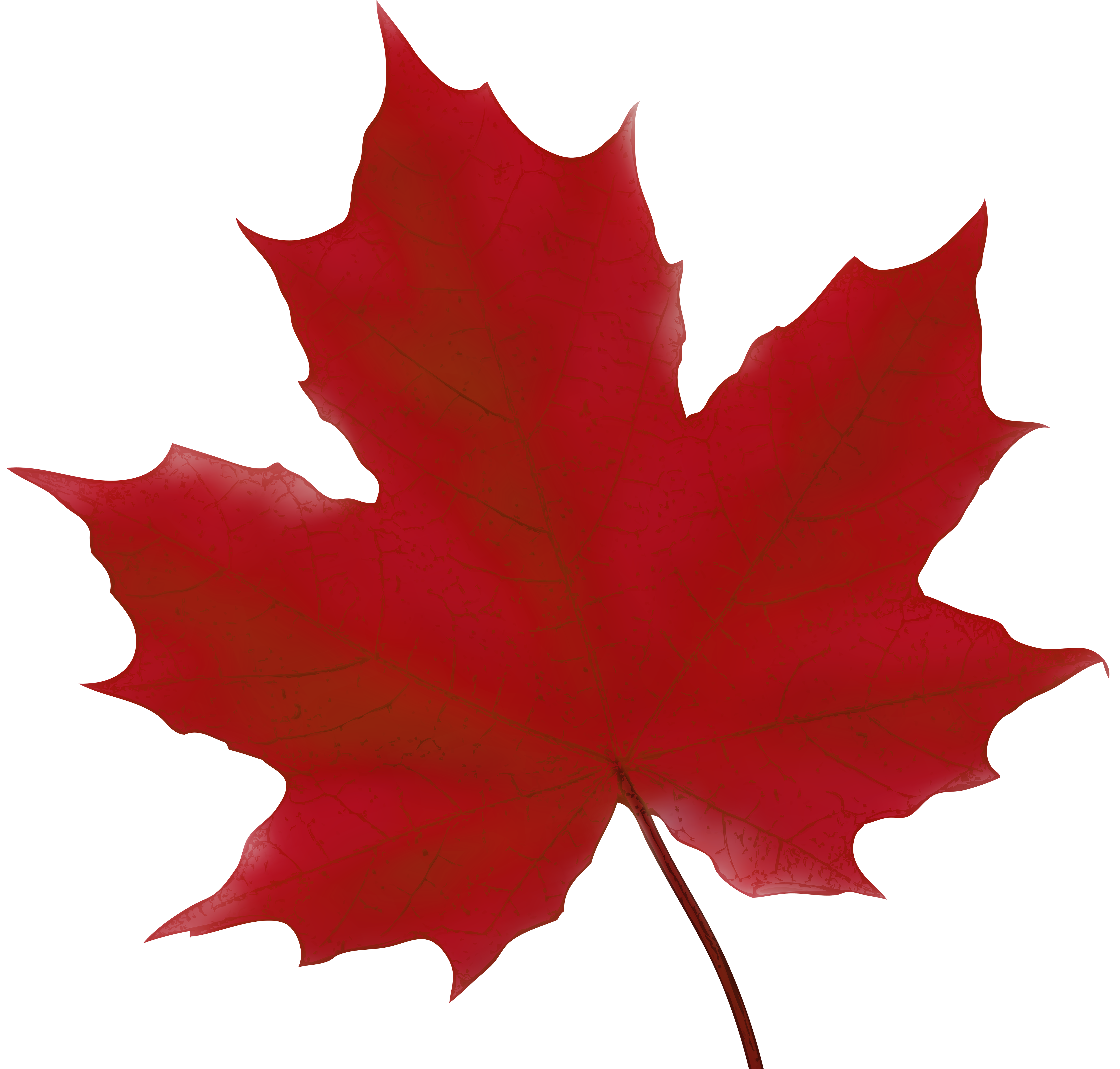 5000x4774 Maple Leaf Red Png Clip Art Imageu200b Gallery Yopriceville