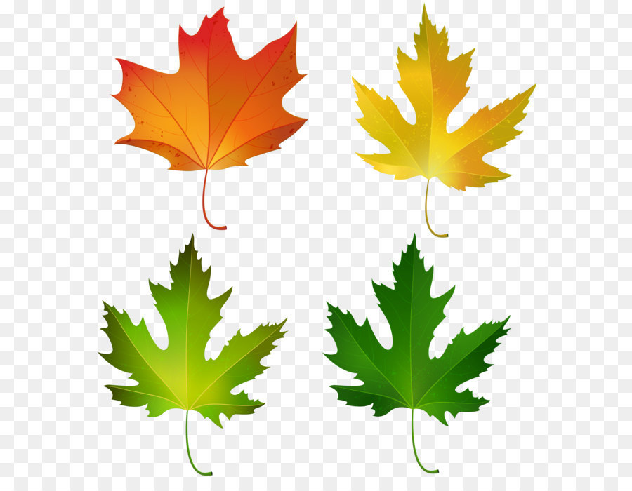 900x700 Maple Leaf Autumn Leaf Color Sugar Maple Clip Art