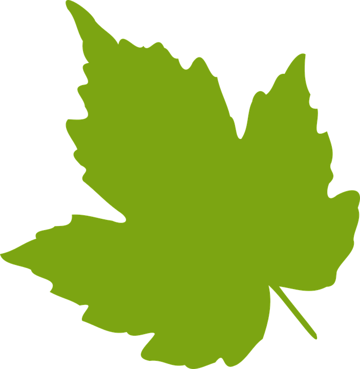 703x720 Maple Leaf Clipart Fall Leaves