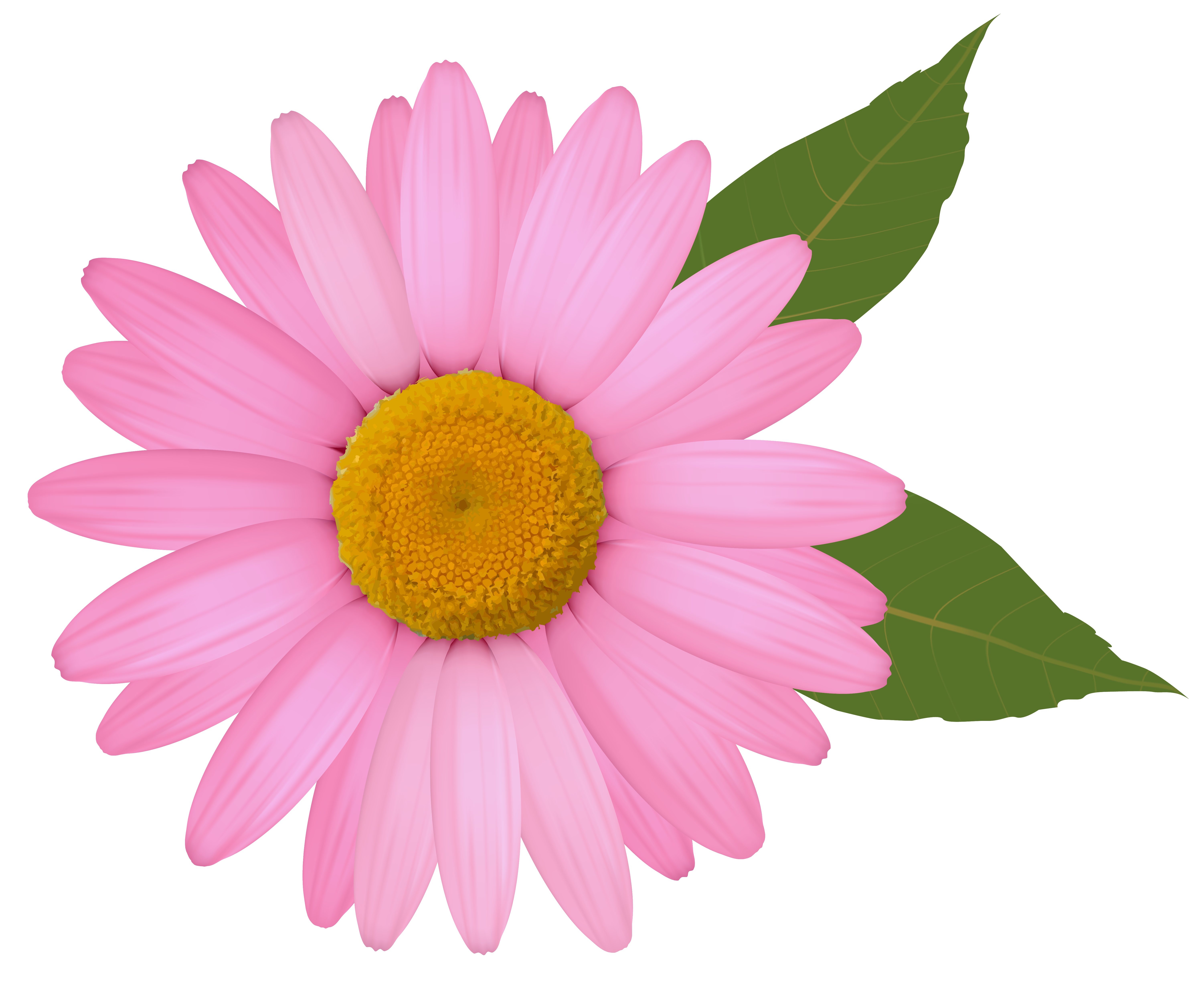 6006x4941 Top 71 Daisy Clip Art