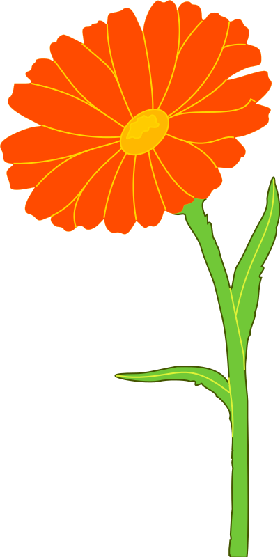 402x800 Free Clipart Marigold Xavidotron