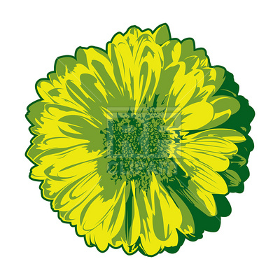 400x400 Gerbera Isolated On White Royalty Free Vector Clip Art Image