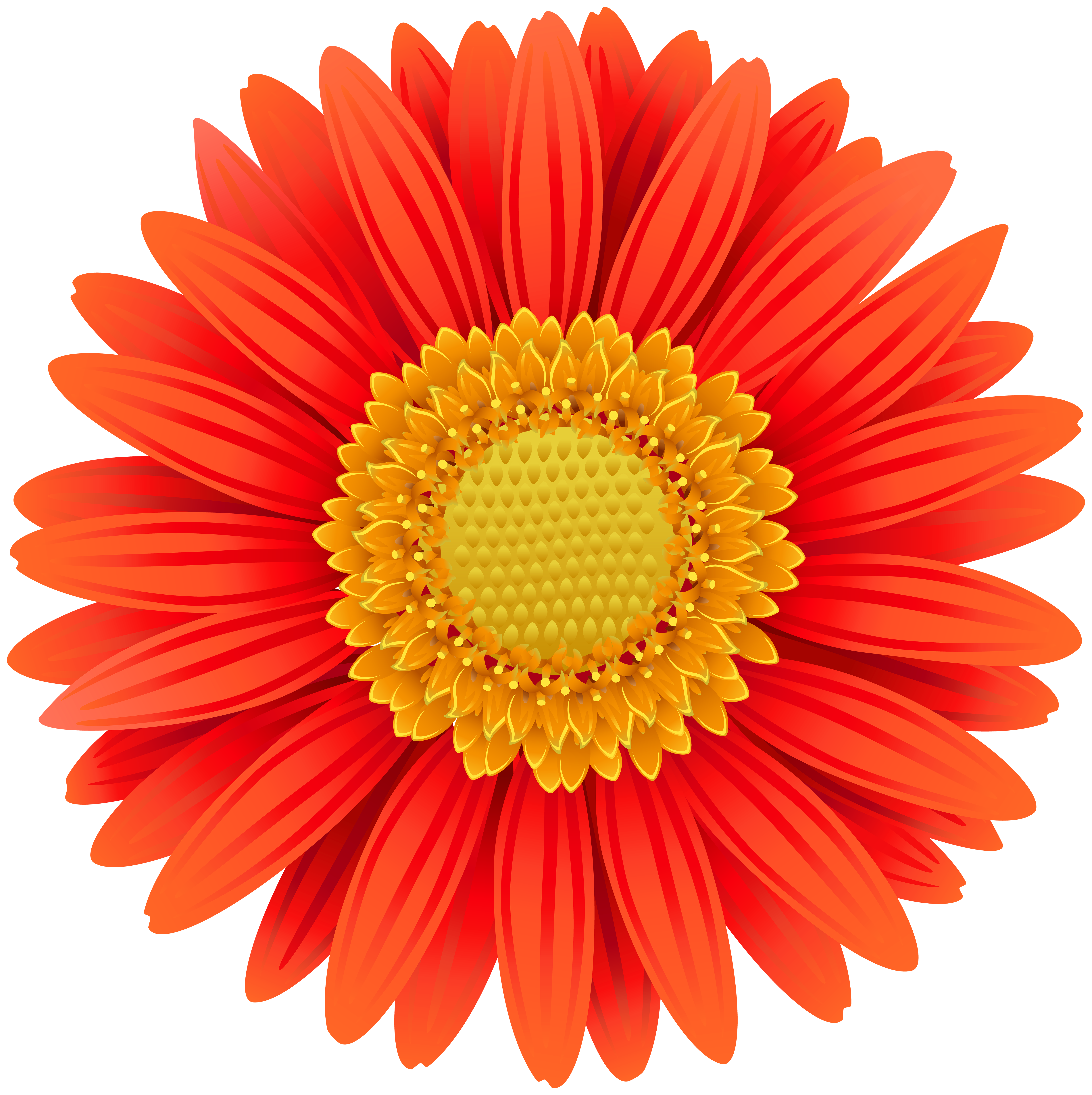 5984x6000 Orange Gerbera Transparent Clip Art Png Imageu200b Gallery