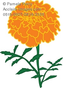 215x300 Orange Marigold Flower Royalty Free Clip Art Image