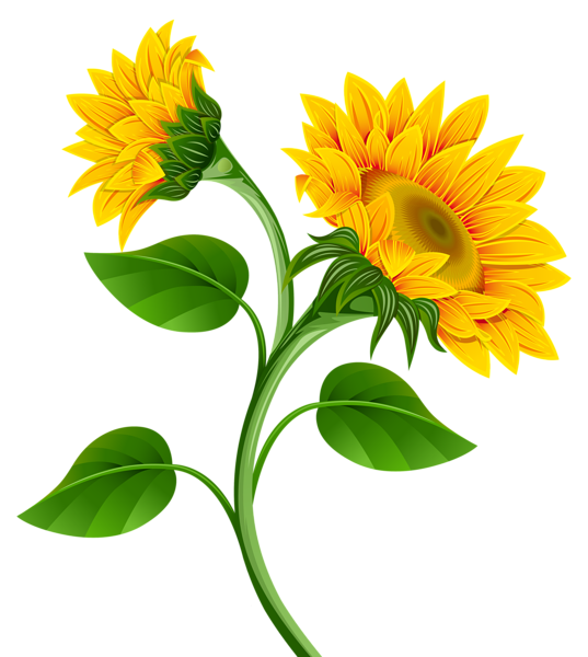 537x600 Sunflowers Png Clipart Image Texas Clip Art