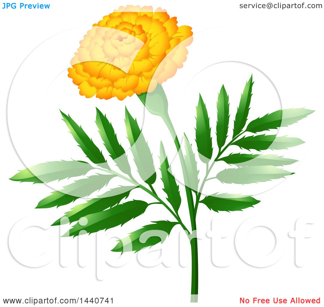 1080x1024 Clipart Of A Marigold Flower
