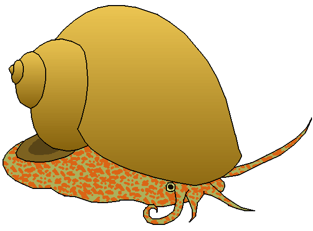 617x456 Marine Snail Clipart, Explore Pictures