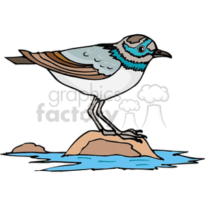 300x300 Royalty Free Colorful Marine Bird Perched On Rock 130642 Vector
