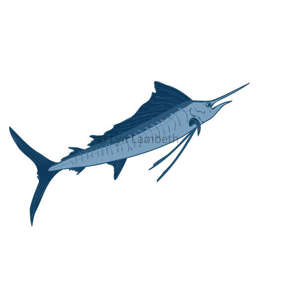 570x570 Fish Clipart Tuna Shark Sailfish Barramundi Ocean Clip Art