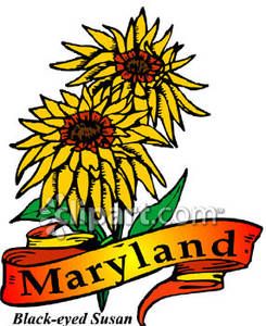 245x300 State Flower Of Maryland, The Black Eyed Susan Royalty Free