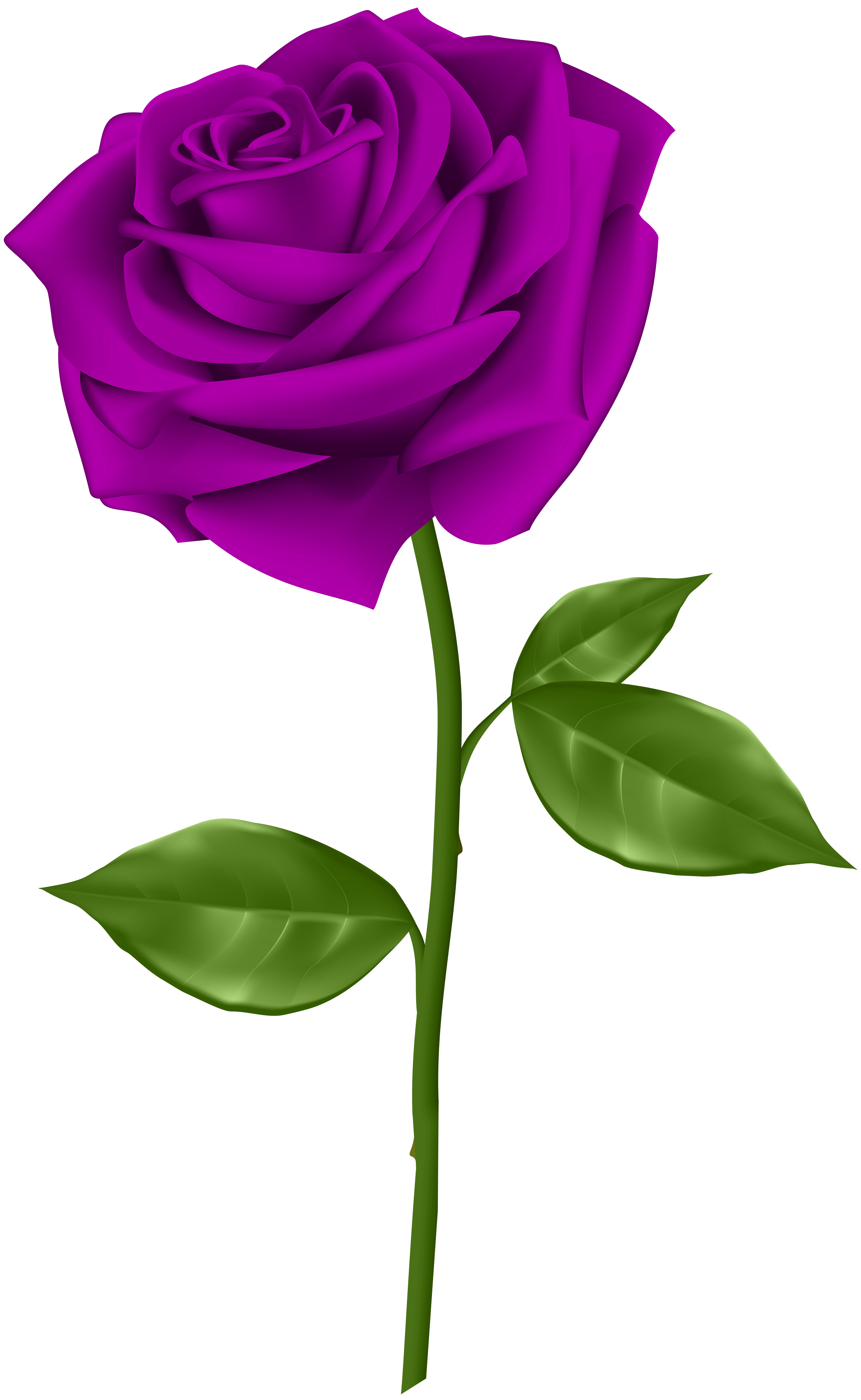 3689x6000 Purple Rose Transparent Png Clip Art.png Masjid