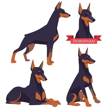 416x416 Doberman Pinscher Clip Art, Vector Images Amp Illustrations