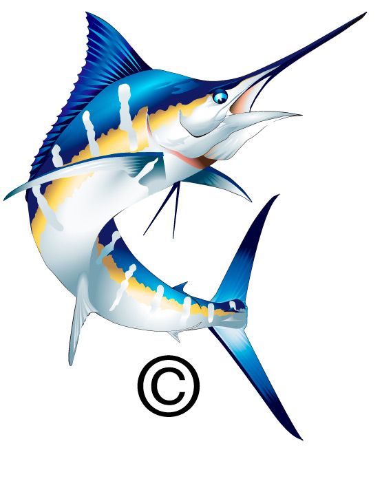 555x699 Marlin Clip Art Related Keywords Amp Suggestions