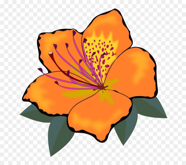 728x647 Free Clipart Orange Flowers
