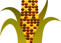 210x150 Clip Art Clip Art Corn