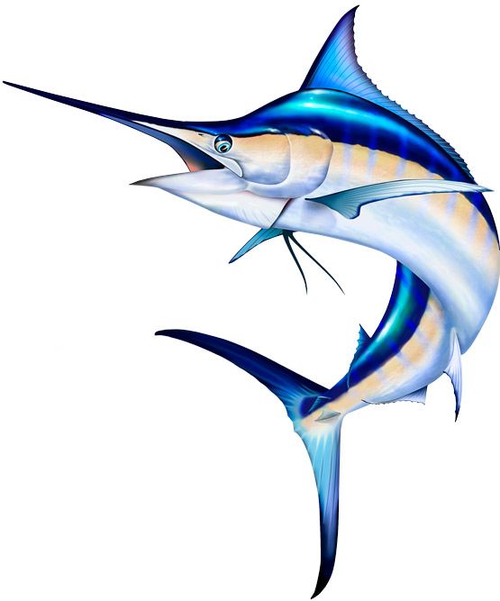 555x667 44 Best Saltwater Sport Fish Illustrations Amp Clipart Images By