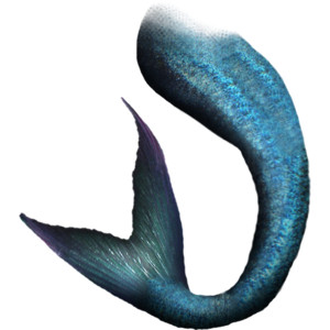 300x300 Mermaid Tail Png