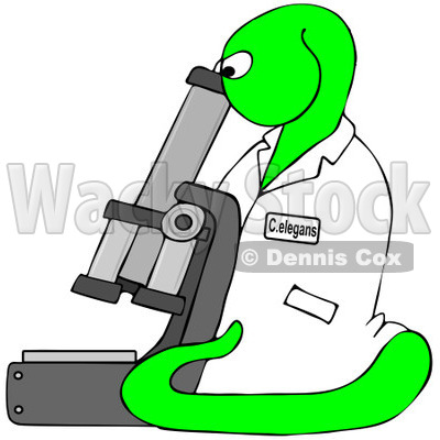 400x400 Royalty Free Clip Art Illustration Of A Bright Green C Elegans