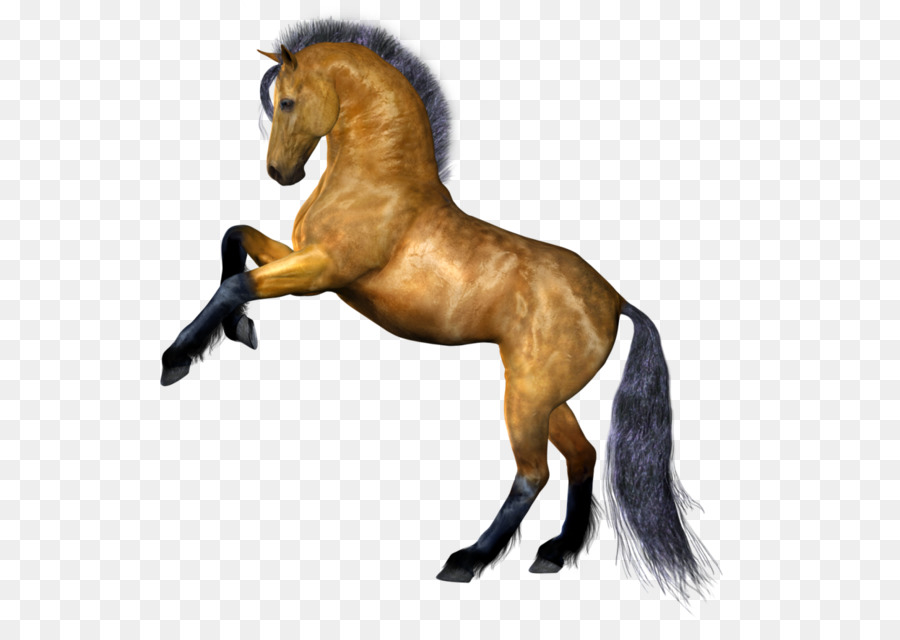 900x640 Horse Stallion Clip Art