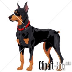 236x236 Doberman Pinscher Clip Art, Vector Images Amp Illustrations