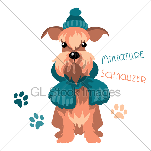 500x500 Miniature Schnauzer Dog In Winter Hat And Scarf Gl Stock Images