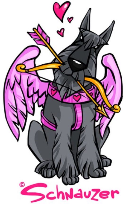 577x865 Pin By Ivette Murga On Things I Love Mini Schnauzer