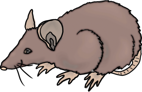 480x310 59 Free Rat Clipart