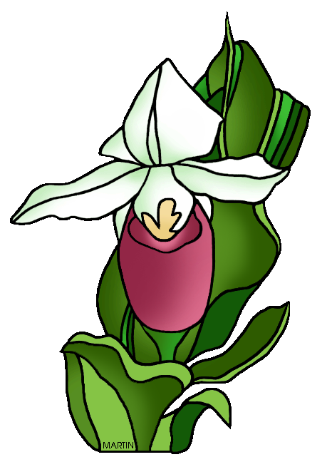 459x648 United States Clip Art By Phillip Martin, Minnesota State Flower