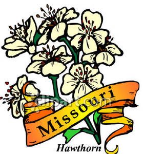 279x300 State Flower Of Missouri, The White Hawthorn Royalty Free Clipart