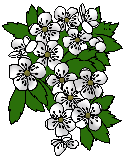 502x648 United States Clip Art By Phillip Martin, Missouri State Flower