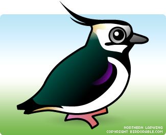 325x265 11 Best Mockingbirds Images On Bird Watching, Birds