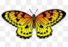 260x180 Free Download Monarch Butterfly Drawing Black Clip Art