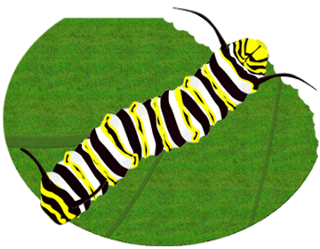 360x280 Collection Of Monarch Caterpillar Clipart High Quality, Free