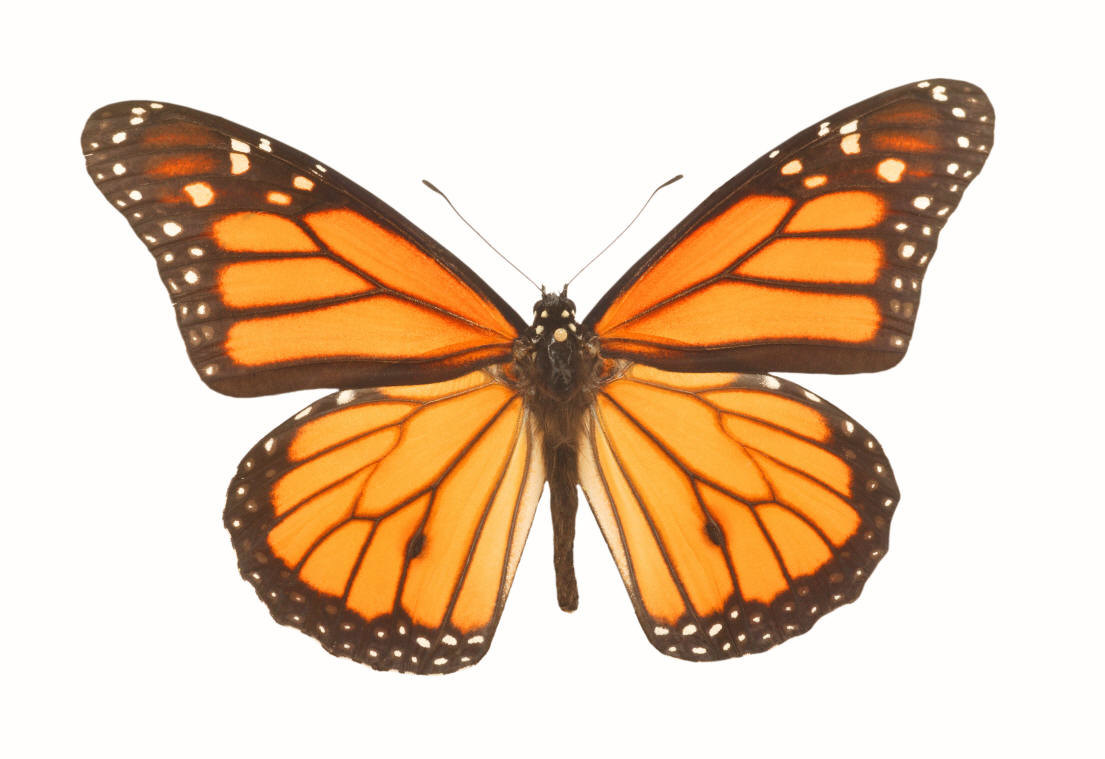 1105x759 Monarch Butterfly Clipart Free Download Clip Art Free Clip Art