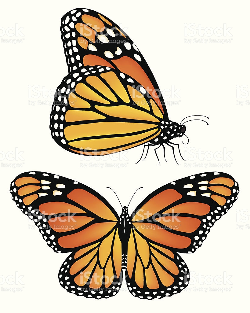 819x1024 Monarch Butterfly Clipart Vector Side Free Collection Download