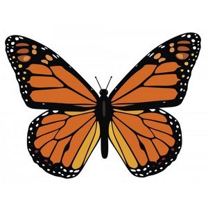 300x300 Monarch Butterfly Gallery For Colourful Clip Art