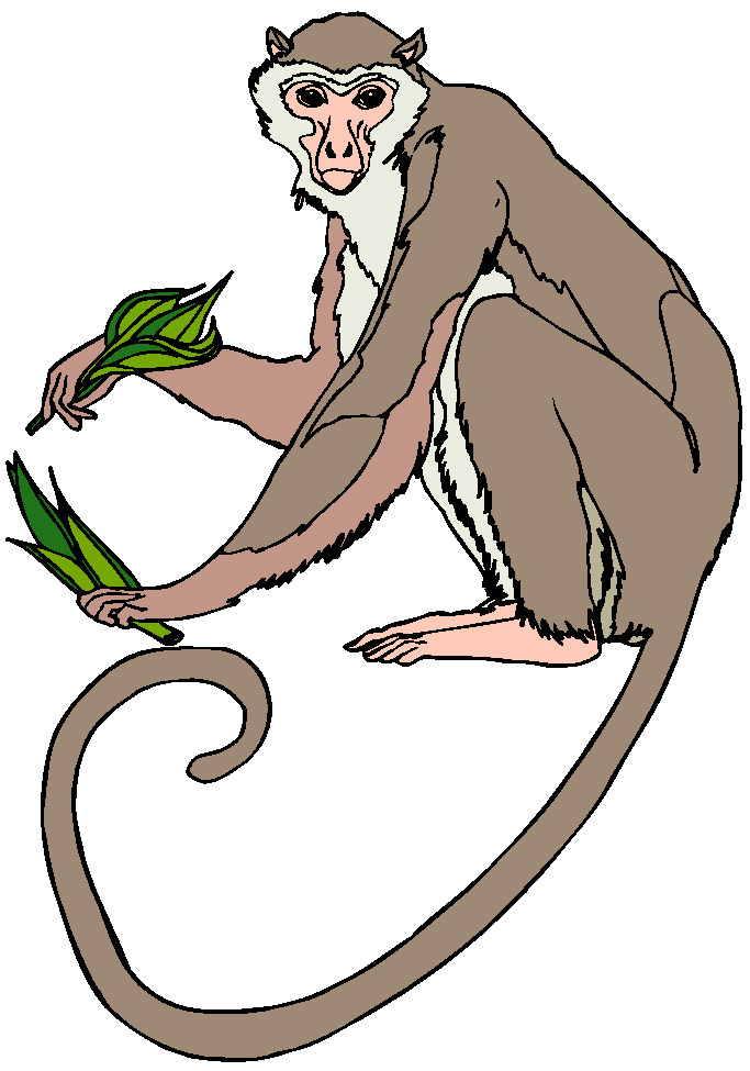 683x975 Monkey Images Clipart