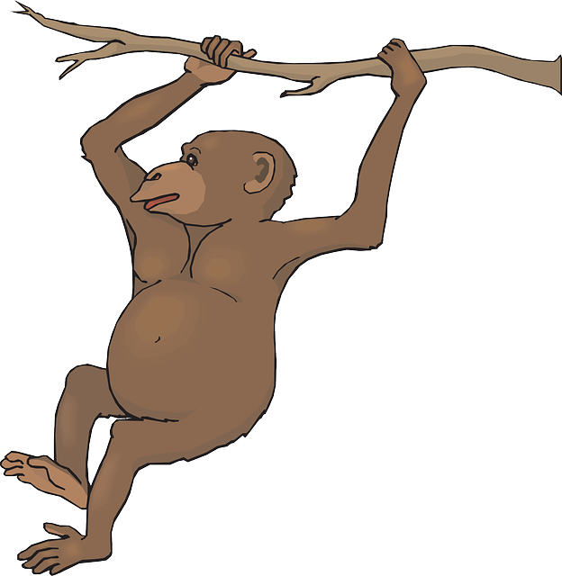 624x640 Zoo Monkey Clipart Amp Zoo Monkey Clip Art Images