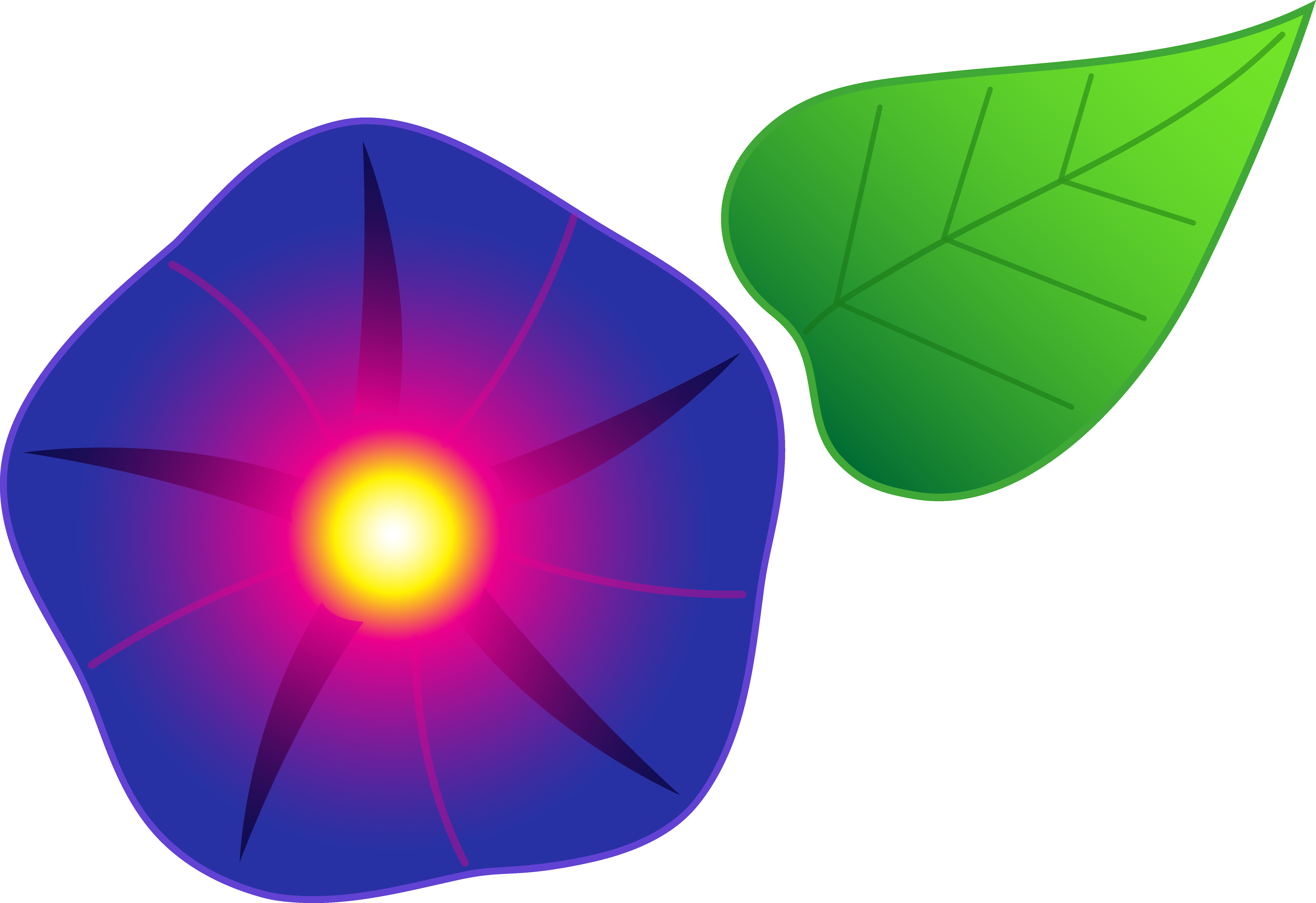 7275x4994 Morning Glory Flower