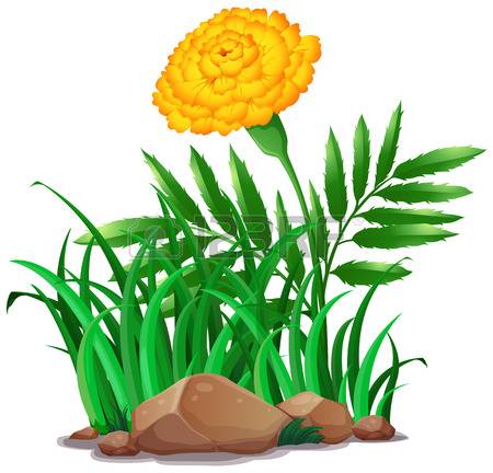 450x432 Morning Glory Clipart Marigold Flower