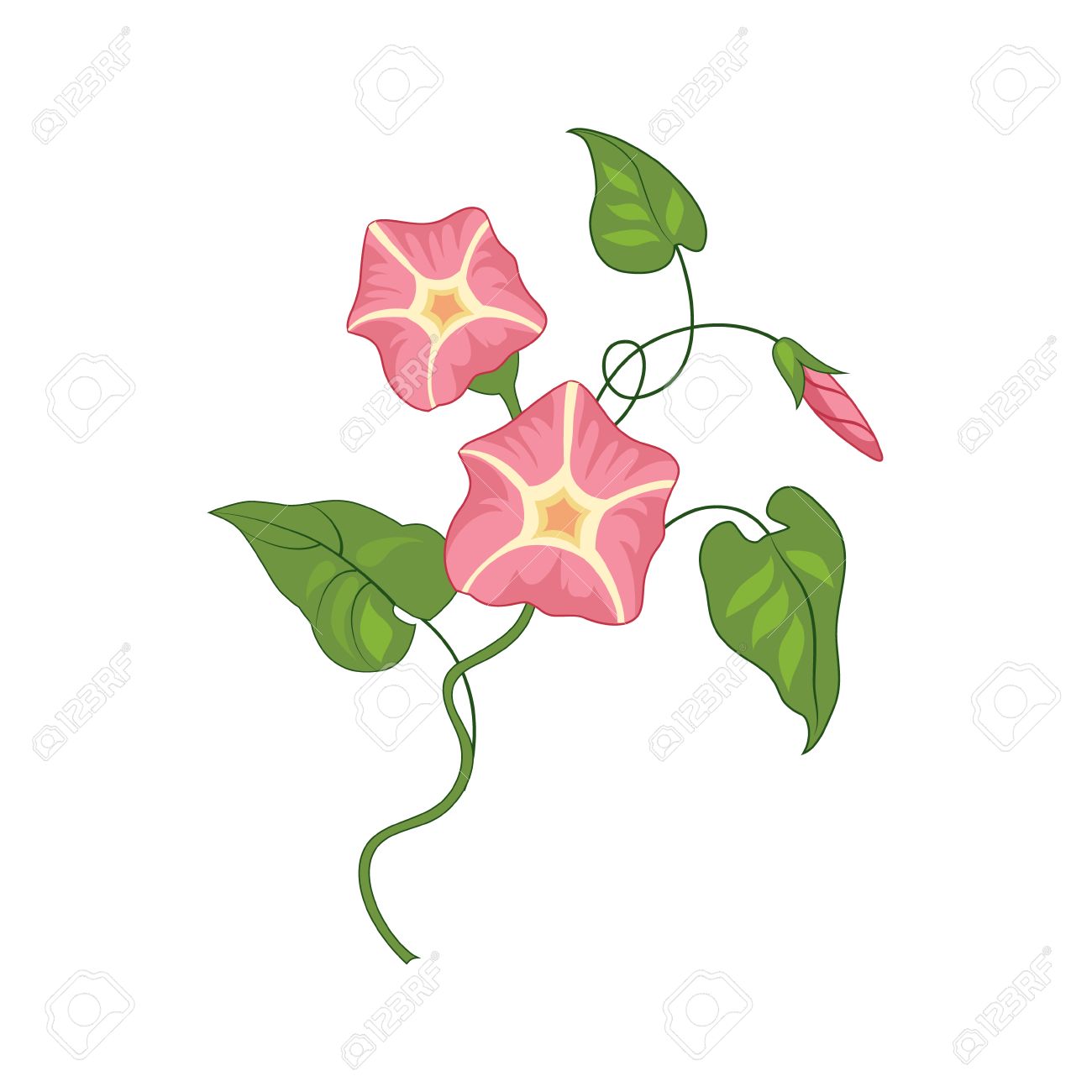 1300x1300 Morning Glory Clipart Realistic