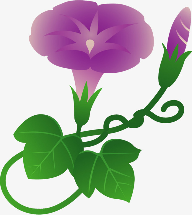 650x727 Purple Cartoon Morning Glory Plants, Cartoon, Morning Glory, Plant