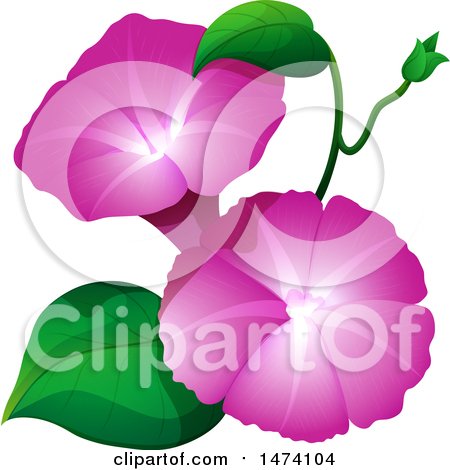 450x470 Royalty Free (Rf) Morning Glory Clipart, Illustrations, Vector