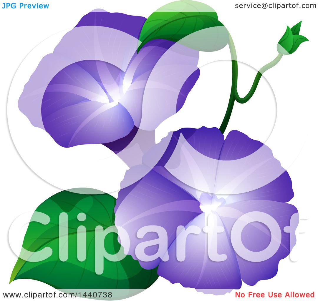 1080x1024 Clipart Of Purple Morning Glory Flowers