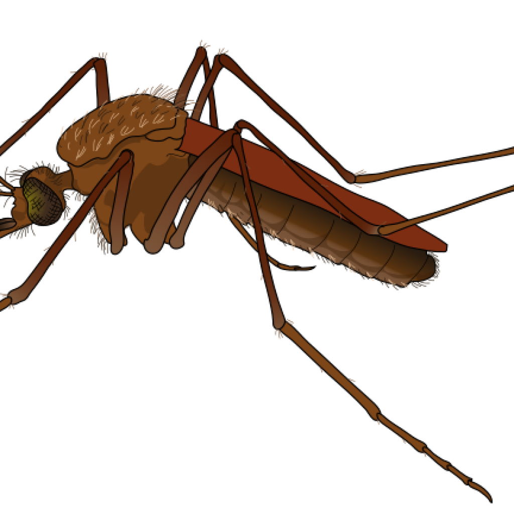 1024x1024 Mosquito Clipart Snowman Clipart