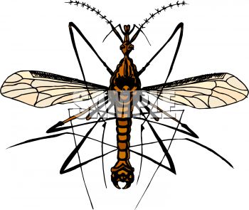 350x295 Mosquito Hawk Or Crane Fly